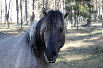 A grey horse staying in a forest