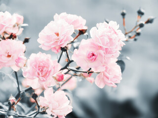 Beautiful branch of soft pink roses on a cold light blue color background.Delicate roses with selective focus and blurred background. Ornamental floral background in minimal pastel colors      