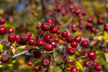 Red hawthorn berries in autumn background, branch with hawthorn fruit. Selective focus. High quality photo