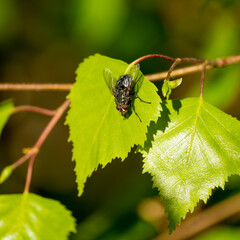 Fly on a leaf