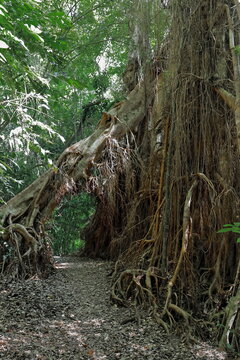 Leaning fig tree forming an underpass for the circuit track of Lake Eacham. Queensland-Australia-286