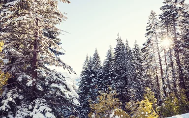 Foto op Aluminium Winter forest © Galyna Andrushko