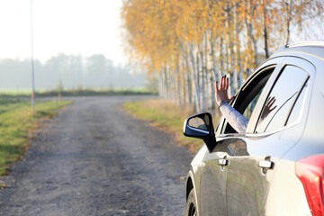 Ręka kobiety w oknie samochodu osobowego na drodze, aleja brzozowa w słońcu. - obrazy, fototapety, plakaty