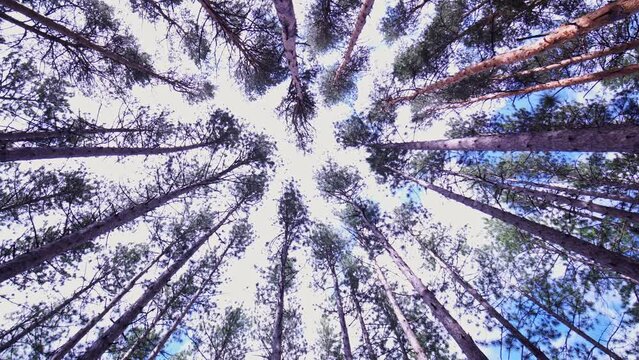 Bottom view of pine trees at summer, green trees in the wild forest in rural Canada. Tall spruce trees in evergreen forest against blue sky.