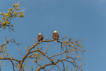 Two bald eagles perched in a tree in spring with a blue sky background