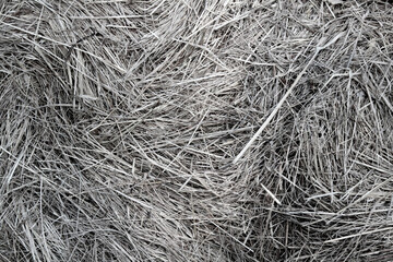 Texture background of dry hay straw. Selective focus