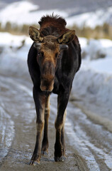 A bull moose walking forward in the winter mountains snowy 