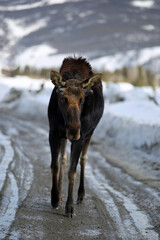 A bull moose in the mountains during winter 