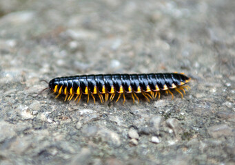 Pleuroloma flavipes millipede yellow and black millipede