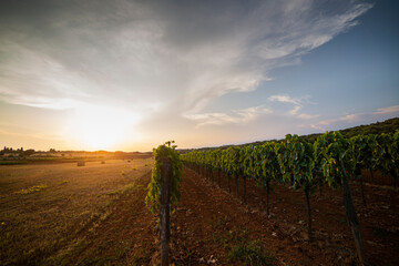 Naklejka premium Panoramic view of a grape plantation on the Istrian peninsula