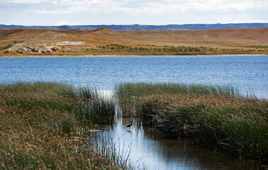 A prairie marsh with a swimming duck water birds