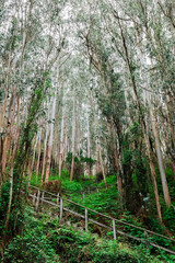 Forest with stairs that go inside him
