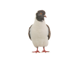 Fototapeta premium german modena dove isolated on white background