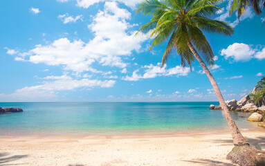 beach and coconut palm tree - 547483448