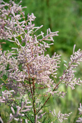 Tamarix tetranda pink flowers in bloom branches on a bush