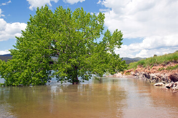 A tree growing in a lake submerged underwater