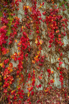 Cover page with beautiful colorful red, orange, green and pink vine leaves like epiphyte plants and lianas attached to the stone wall in Autumn as a background.