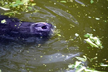 Amazonian manatee (Trichechus inunguis) is a species of manatee that lives in the Amazon Basin. They typically surface several times a minute to breathe, but can remain submerged for up to 14 minutes.