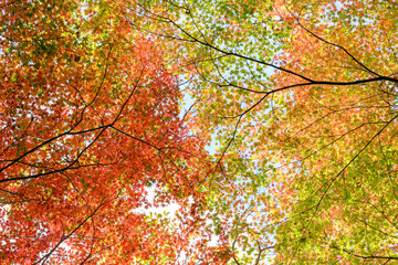 Naklejka na ściany i meble 秋の紅葉が始まり、赤・黄・オレンジ・緑のグラデーションが美しい。ハイキーで明るく仕上げる