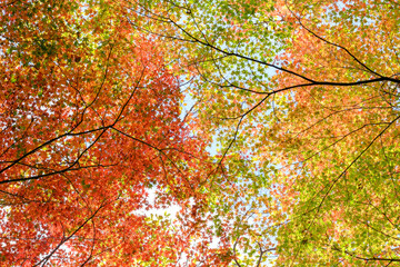 秋の紅葉が始まり、赤・黄・オレンジ・緑のグラデーションが美しい。ハイキーで明るく仕上げる