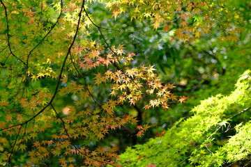 秋の紅葉が始まり、赤・黄・オレンジ・緑のグラデーションが美しい