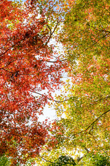 秋の紅葉が始まり、赤・黄・オレンジ・緑のグラデーションが美しい