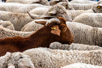 Flock of sheep passing through a cattle route. Close-up view