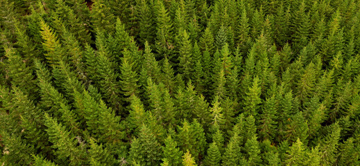 banner background with coniferous forest seen from above