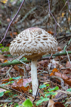 Kite mushroom growing in a deciduous forest.
