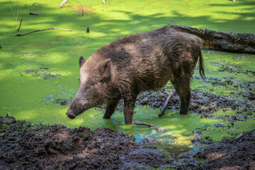 WILD BOAR