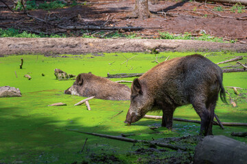 WILD BOAR