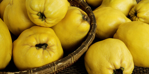 Apple-quince (Cydonia oblonga) fruits on a table and in rustic basket bowl.