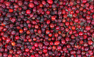 Rosehip as a background or texture