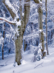 Winter snowy landscape with fresh snow covered trees,rime and mountain forest at winter sunny day. Czech republic.  .