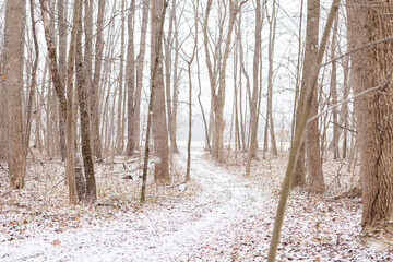 snowy path through the forest