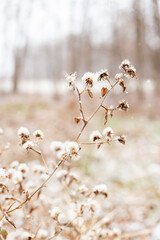 snow covered dead weeds in the forest