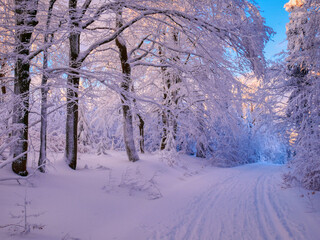 Winter landscape with fresh snow covered trees,rime,snow,mountain forest and cross country ski track at winter sunny day. Czech republic.  .