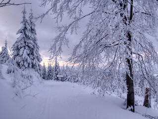 Winter landscape with fresh snow covered trees,rime,snow,mountain forest and cross country ski track at winter sunny day. Czech republic.  .