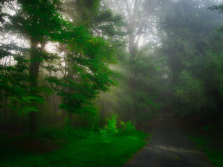 Fototapeta na wymiar Green foggy forest with sun rays, green leafs,sunlight,sun rays,fog. Czech republic. .