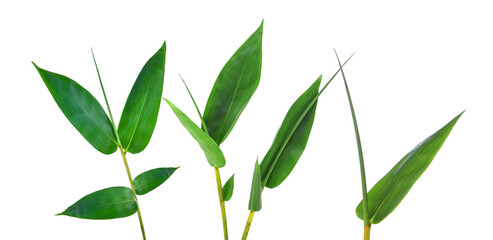 Bamboo leaves isolated on white background. Top view