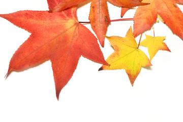 Autumn colorful falling maple leaves isolated on white background