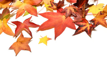 Autumn colorful falling maple leaves isolated on white background