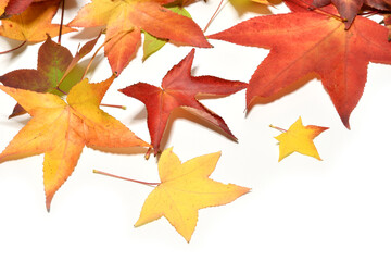 Autumn colorful falling maple leaves isolated on white background
