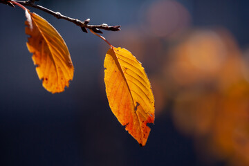 山桜の紅葉