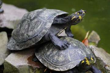 Tortoise (Chelonoidis denticulata) is one of two species of tortoise or tortoise. Testudinidae family. Manaus – Amazon, Brazil.