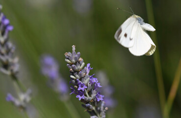 in giardino