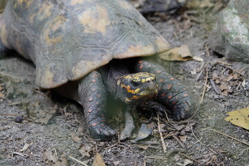 Naklejka premium Tortoise (Chelonoidis denticulata) is one of two species of tortoise or tortoise. Testudinidae family. Manaus – Amazon, Brazil.