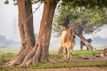 Closeup shot of a cow standing under a tree on a grass field on a foggy day
