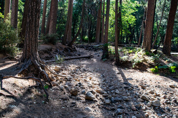 path in the forest