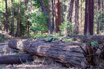 tree trunk in the forest